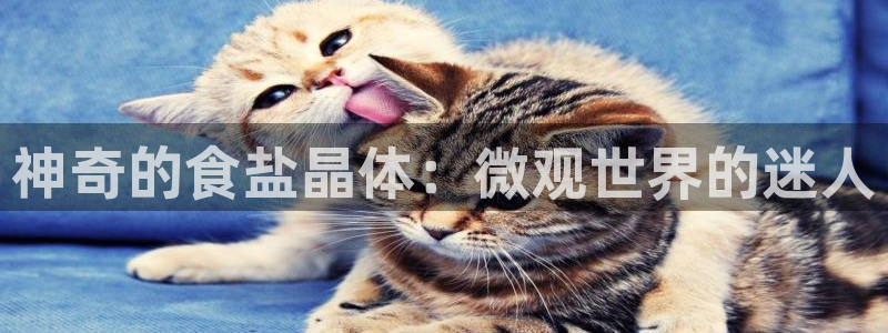 威九国际66m66成长模式免费