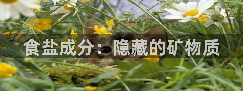 威九国际合作伙伴有哪些